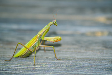 Mantis looking at camera on a wooden ground in France