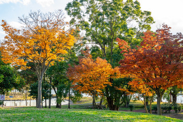 秋のみさと公園