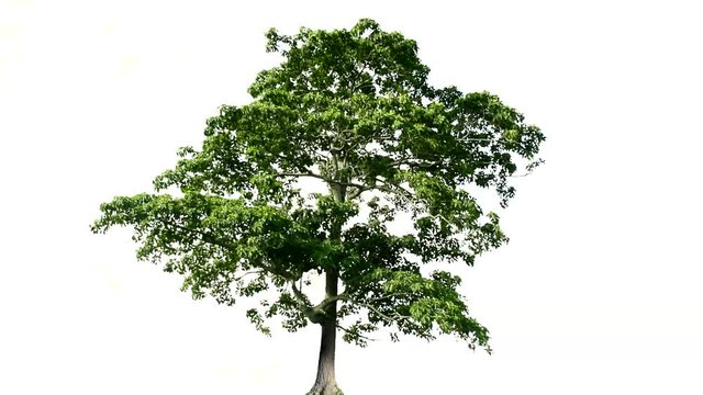 The tree is completely separated from the white ba background Scientific name Hymenodictyon orixense (Roxb.) Mabb.