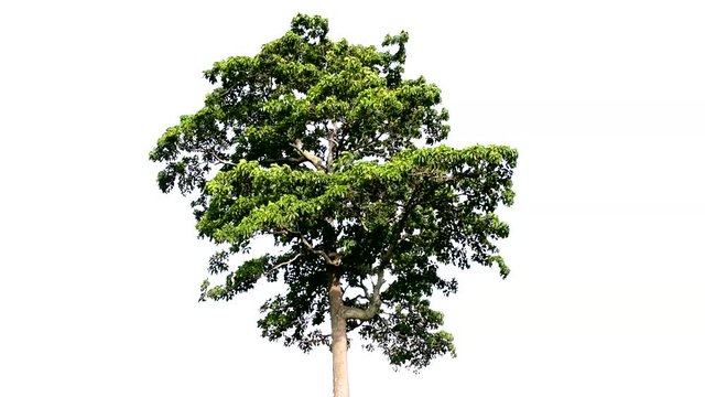 The tree is completely separated from the white ba background Scientific name Hymenodictyon orixense (Roxb.) Mabb.