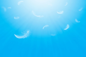 Obraz premium Abstract, Freedom, Group of light fluffy a white feathers floating in a blue sky. 