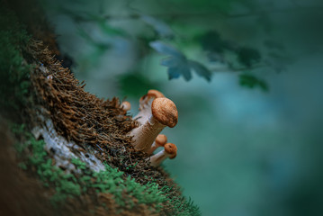 Mushrooms on the tree