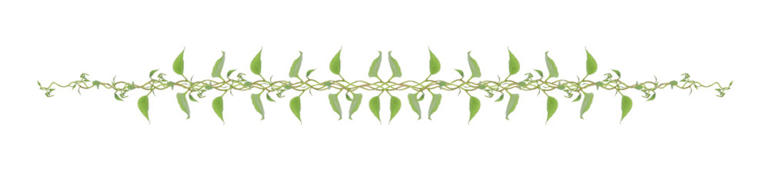 Heart shaped green leaves climbing vines ivy of cowslip creeper (Telosma cordata) the creeper forest plant growing in wild isolated on white background, clipping path included.