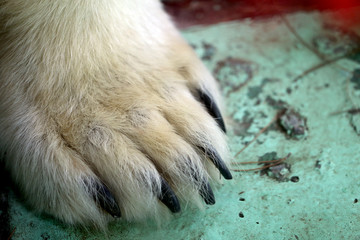 Photo background of a white paw with bear
