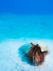 Hermit crab