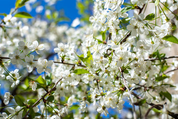 Cherry blossom. Delicate white flower garden cherry natural fresh. Blossom orchard springtime. Spring flowering cherry tree, nature background backdrop