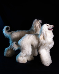 perro-mascotas-Lebrel afgano-pelo-pelo largo-blanco- pedigrí-retrato-mirada-movimiento-lengua-posar-fondo negro-negro-belleza-adorable