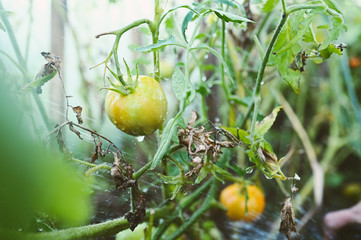Watering plants with water hose in garden greenhouse. Drops of water on unripe yellow tomatoes. Farming, gardening, agriculture concept. Farmer growing organic vegetables on farm