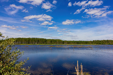 Colorful summer landscape on the lake.