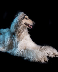 perro-mascotas-Lebrel afgano-pelo-pelo largo-blanco- pedigrí-retrato-mirada-movimiento-lengua-posar-fondo negro-negro-belleza-adorable
