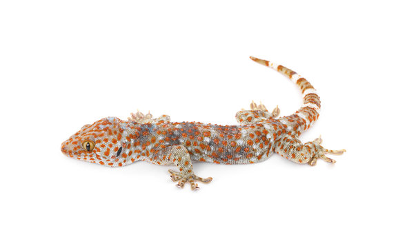 Gecko isolated on white background