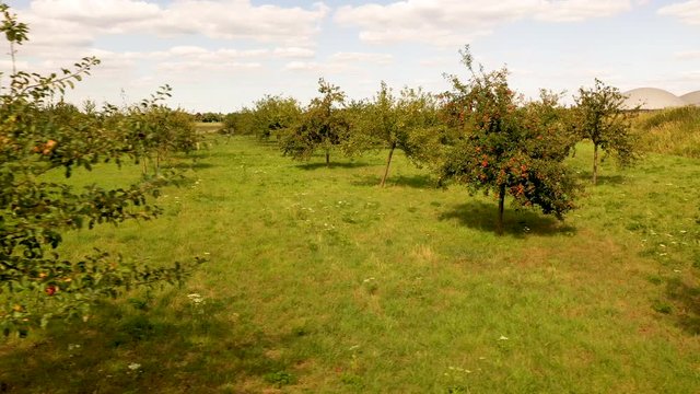Apple orchard with red and yellow apples from above