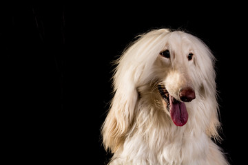 perro-mascotas-Lebrel afgano-pelo-pelo largo-blanco- pedigrí-retrato-mirada-movimiento-lengua-posar-fondo negro-negro-belleza-adorable