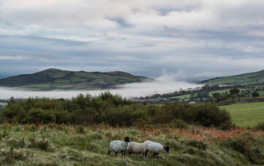 Fototapeta premium sheep grazing in a grass meadow on the Dingle peninsula during misty morning, County Kerry, Ireland