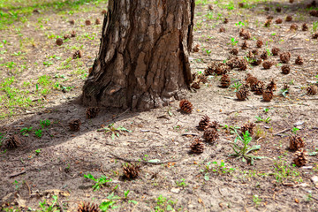 Fallen cones around pine tree 