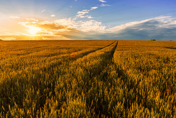 Scenic view at beautiful summer sunset in a wheaten shiny field with golden wheat and sun rays, deep blue cloudy sky and rows leading far away, valley landscape