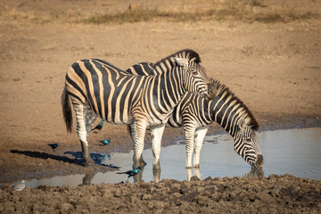 Fototapeta na wymiar Two adult female zebra standing in river drinking water in Kruger Park South Africa