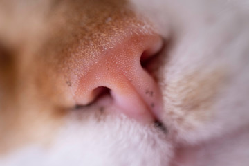 Obraz premium Nose of a red and white cat's. Focus on the rhinarium, the furless skin surface surrounding the external openings of the nostrils