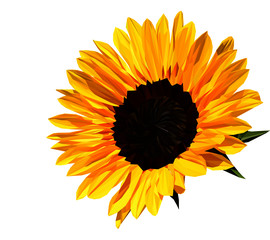 Low poly, geometrical, illustration of a beautiful yellow sunflower