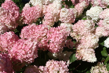 Pink flowers of hydrangea paniculata 