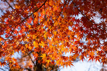 秋のみさと公園