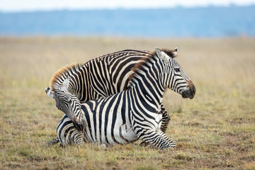 Fototapeta na wymiar Two zebra playing together in short grass in Amboseli National Park in Kenya