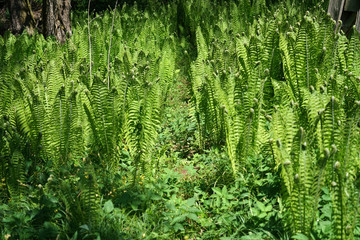 Green ostrich fern plants growing in the garden