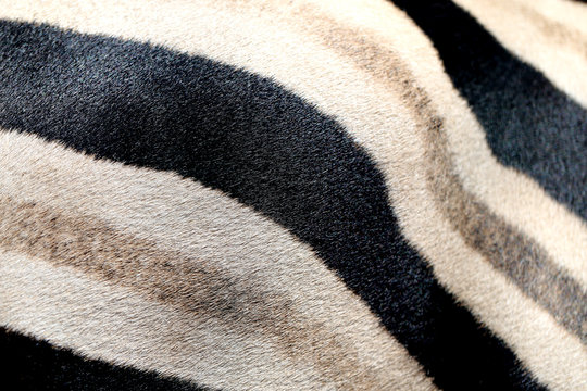 Photo background of a beautiful Zebra skin