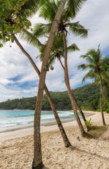 Palm trees on Exotic beach and blue ocean in Seychelles tropical island. Summer vacation and tropical beach concept.  