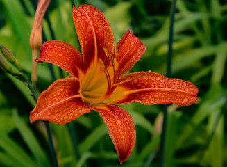 Flower Along Side Methuen Rail Trail