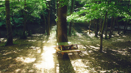bench in the woods