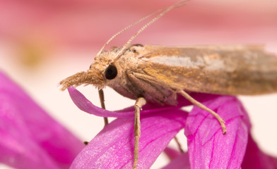 Macro shot of a moth with a proboscis.