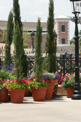 pink flowers in the garden