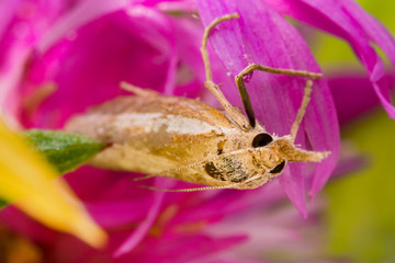 Macro shot of a moth with a proboscis.