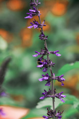 lavender flowers in the garden