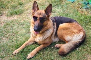 german shepherd dog