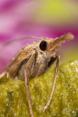 Macro shot of a moth with a proboscis.