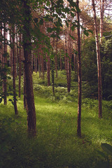 autumn forest in the morning