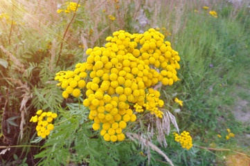 Tanacetum vulgare, yellow flowers of common tansy.