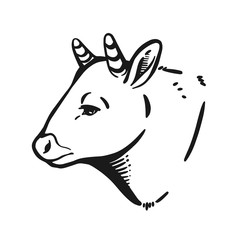 cow vector icon in simple black lines. Vector sketch