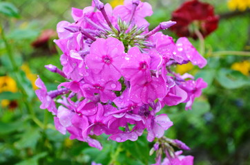 Bright phlox bloom in the garden.