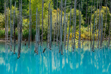 緑の木々を写す青い池の湖面　美瑛町
