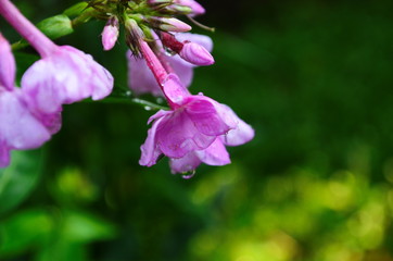 Obraz premium Bright phlox bloom in the garden.