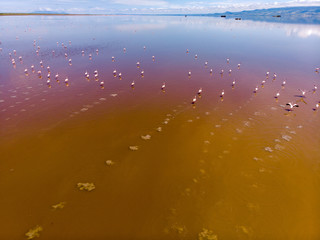Aerial Shot. A flock of lesser flamingos Flying Above Brown Salt Water. Lake Natron. Tanzania