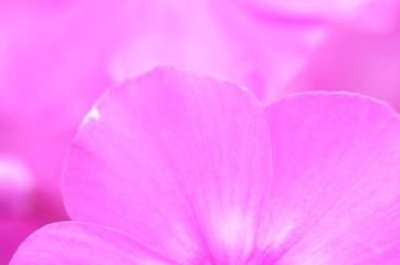 Naklejka premium Bright phlox bloom in the garden.