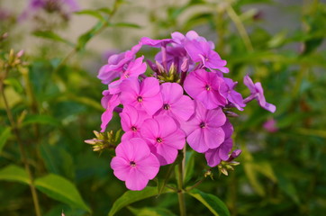 Bright phlox bloom in the garden.