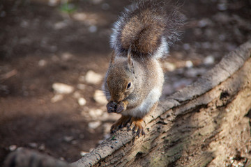 木の上でクルミをかじるリス