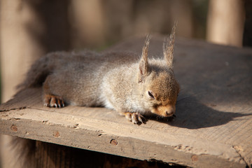 陽を浴びて眠そうなリス