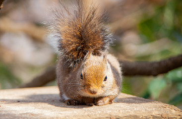 晴れた日のリスの近影