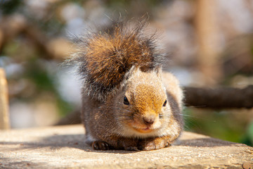 晴れた日のリスの近影